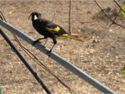 Yellow-winged Cacique